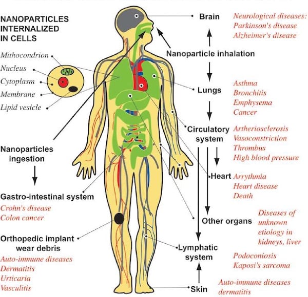 Diagram showing the displacement of nanoparticles within the body and the possible effects.